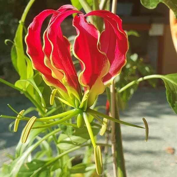 Gloriosa superba Flower