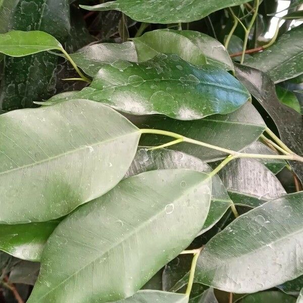 Ficus benjamina पत्ता