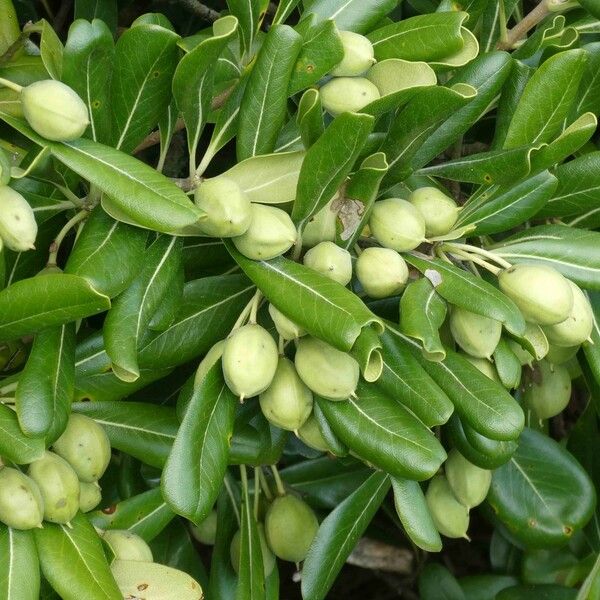 Pittosporum tobira Leaf