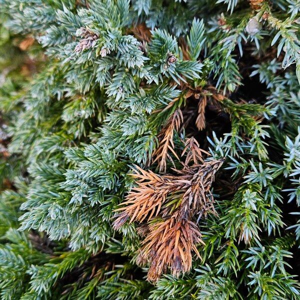 Juniperus squamata Folla