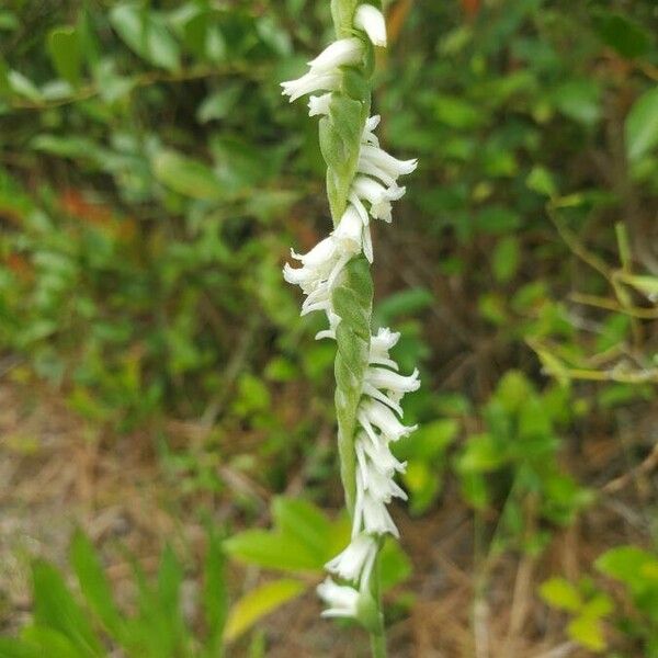 Spiranthes vernalis Flower