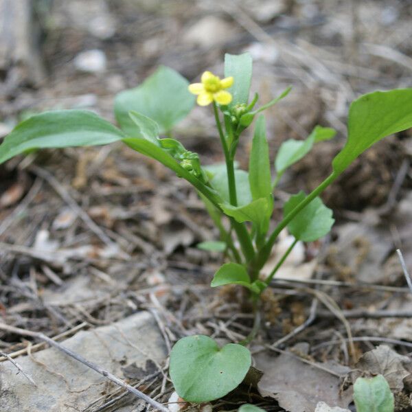 Ranunculus ophioglossifolius Plante entière