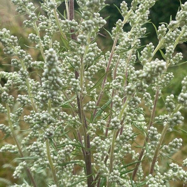 Artemisia vulgaris Flor