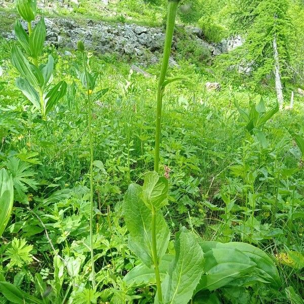 Crepis pontana Buveinė