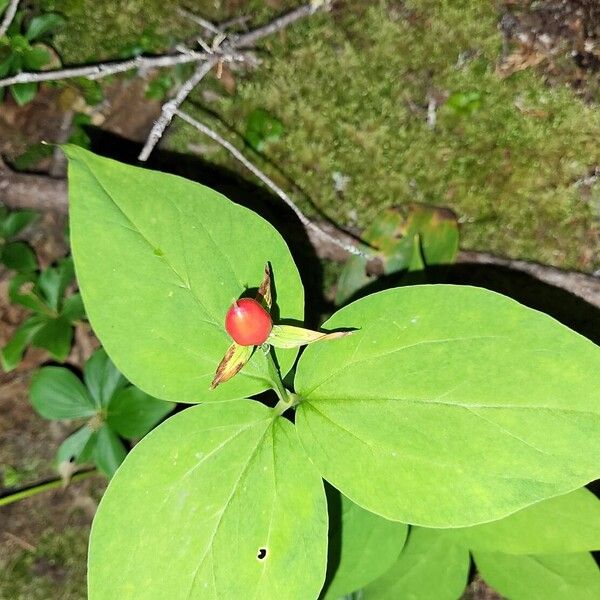 Trillium undulatum Vaisius