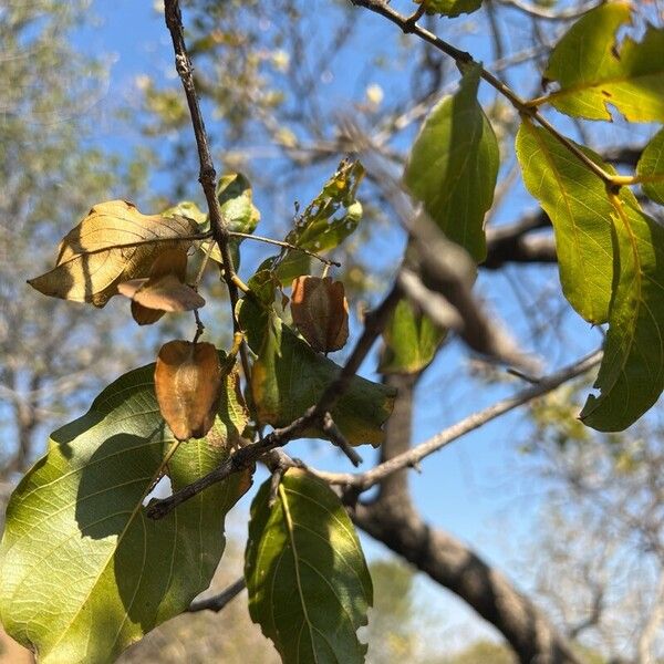 Combretum apiculatum फल