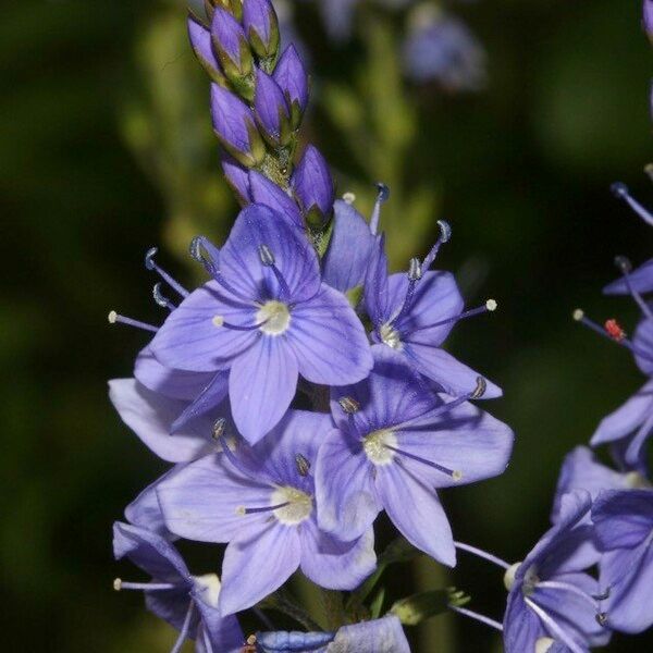 Veronica satureiifolia Flower