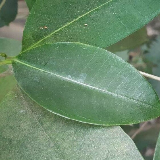 Garcinia gardneriana Leht