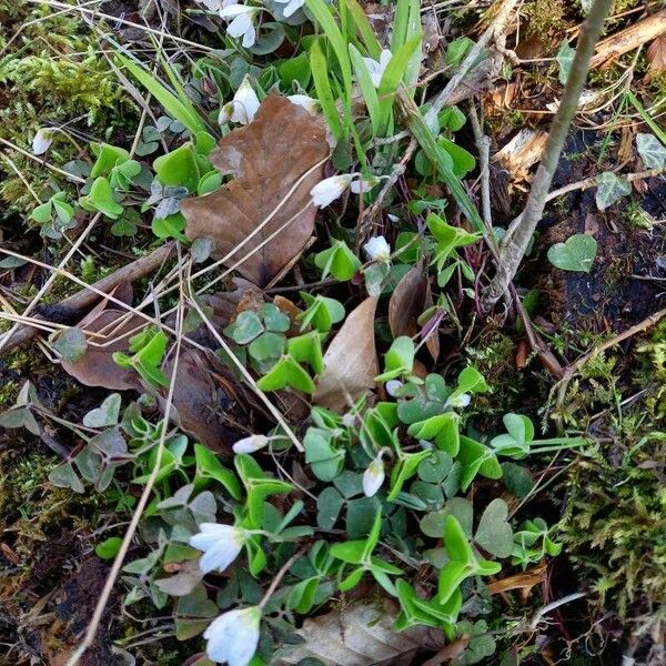 Oxalis acetosella Alkat (teljes növény)