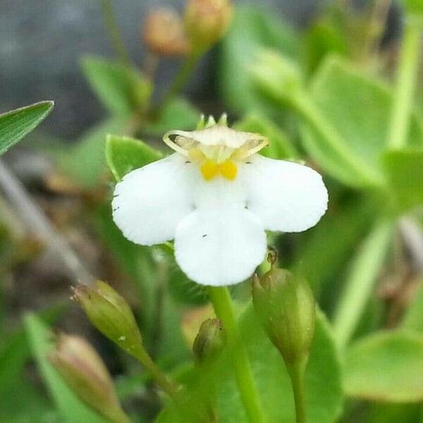 Lindernia diffusa Λουλούδι