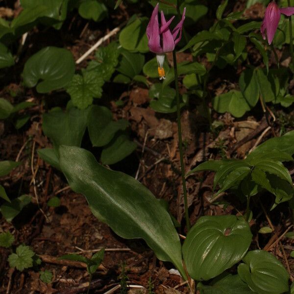 Erythronium revolutum Hábito