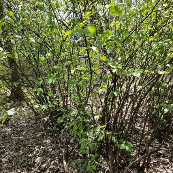 Viburnum recognitum Habit