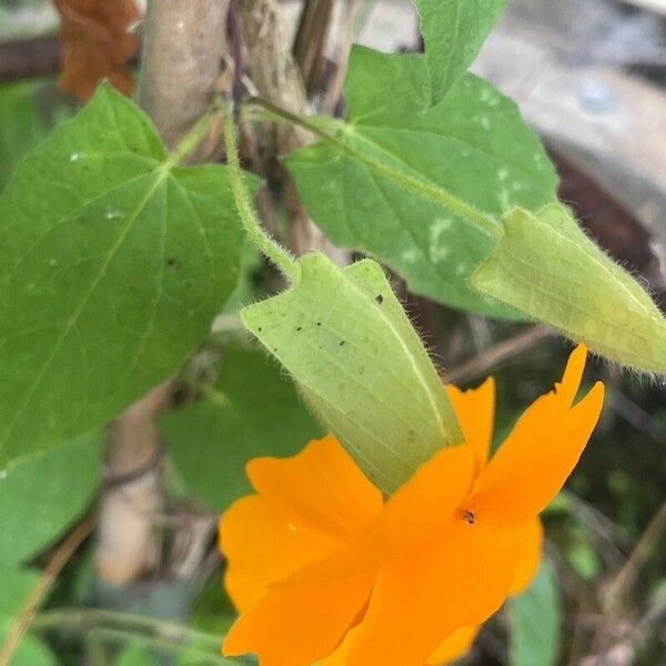 Thunbergia alata Flor