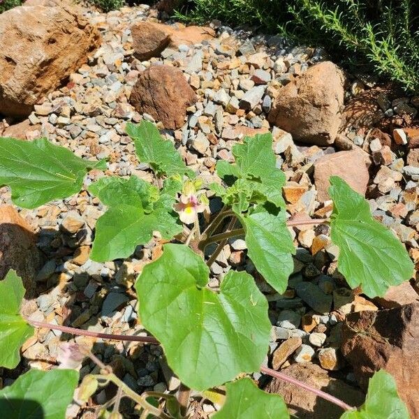 Proboscidea louisianica Flower