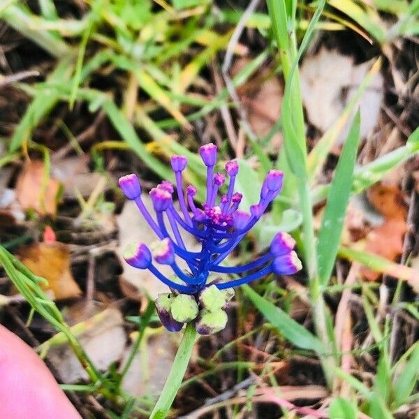 Muscari comosum Квітка