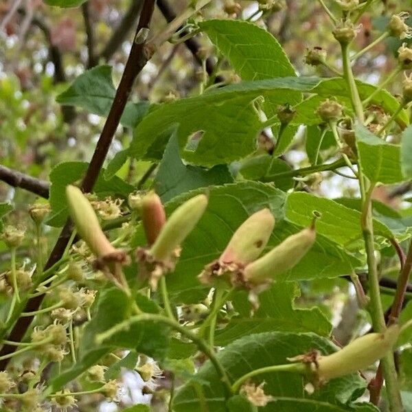 Prunus padus ഫലം