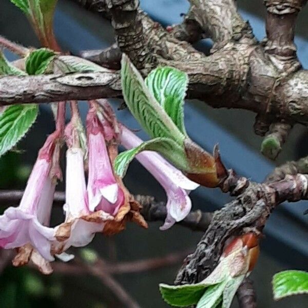 Viburnum × bodnantense Blatt