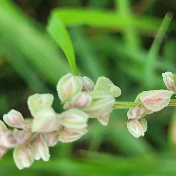 Fallopia convolvulus Virág