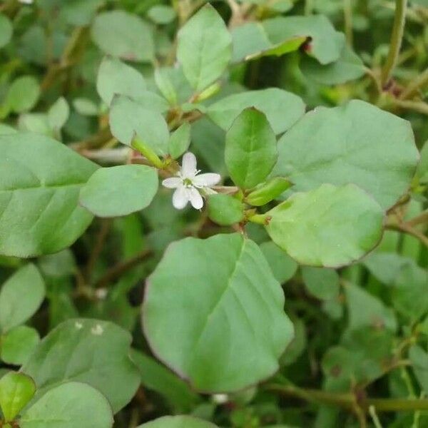 Trianthema portulacastrum Hoja