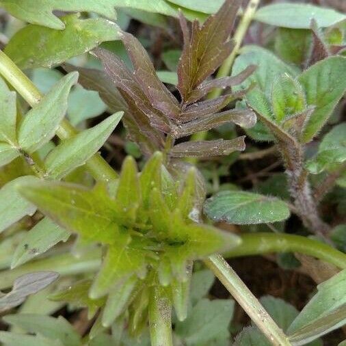 Valeriana officinalis Feuille