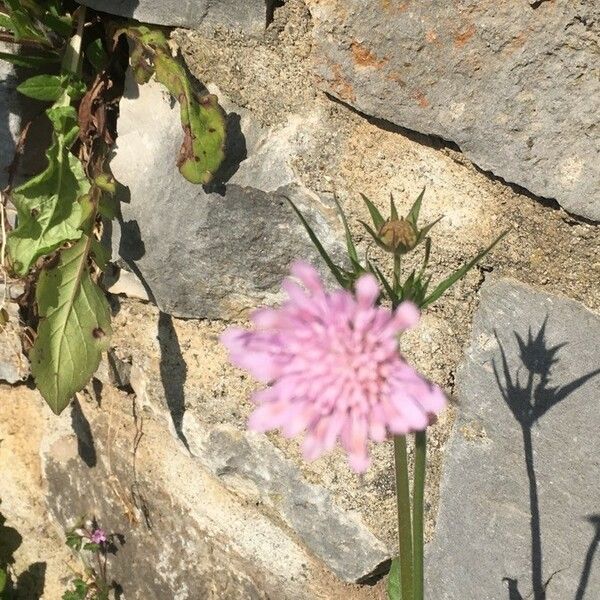 Knautia arvensis Fleur