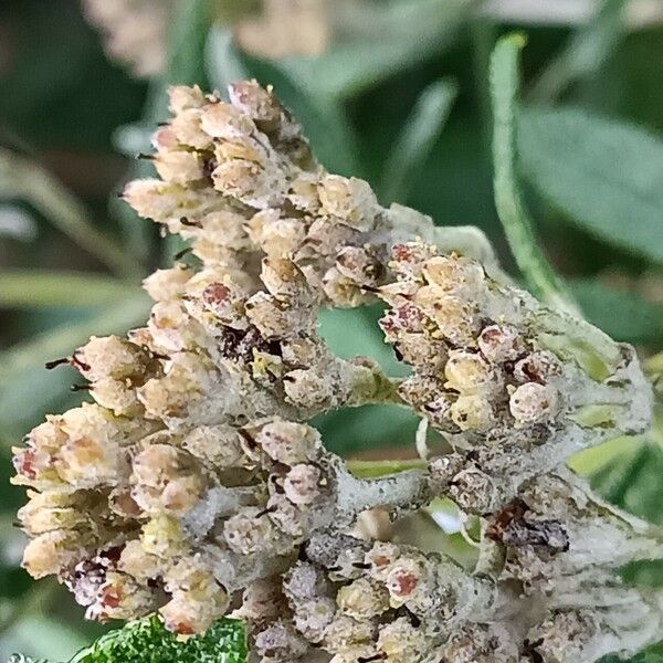 Buddleja loricata Flower