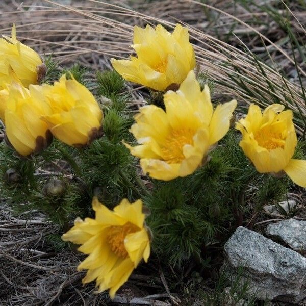 Adonis vernalis Floare