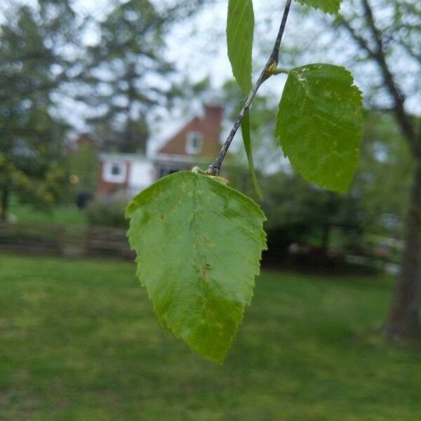 Betula nigra Лист