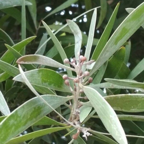 Acacia melanoxylon Flower