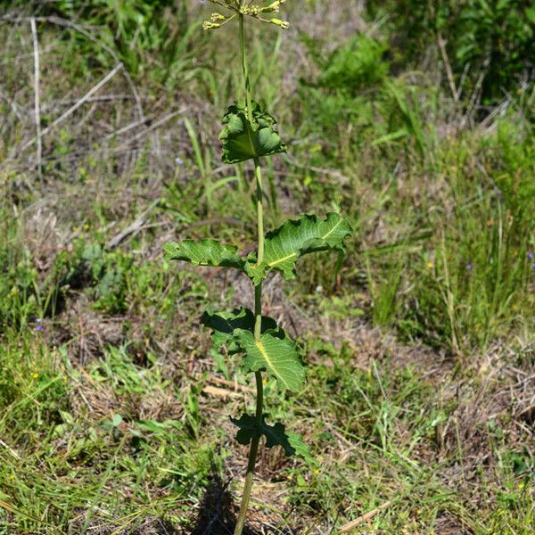 Asclepias amplexicaulis অভ্যাস