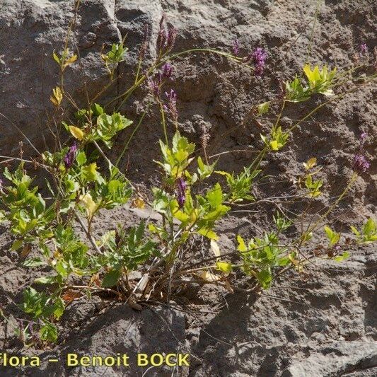 Lavandula rotundifolia Hàbitat
