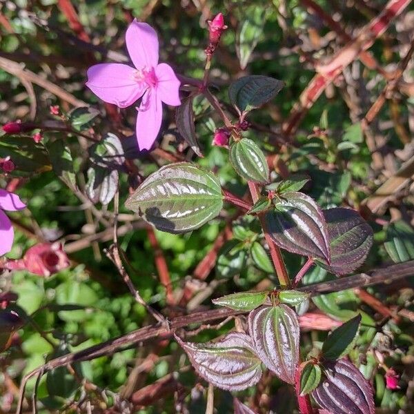 Centradenia inaequilateralis পাতা