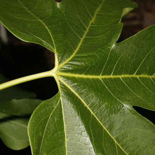 Gyrocarpus jatrophifolius 果實