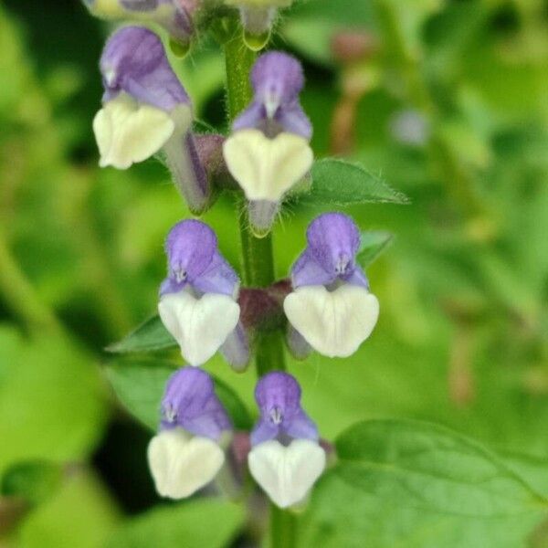 Scutellaria altissima Flower