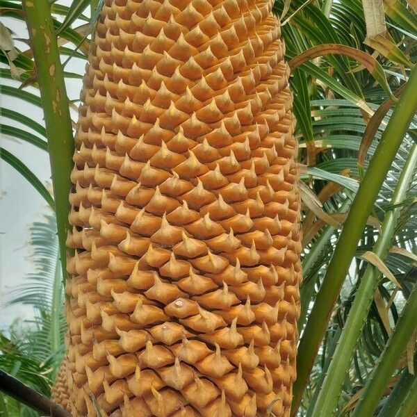 Cycas circinalis Fruto