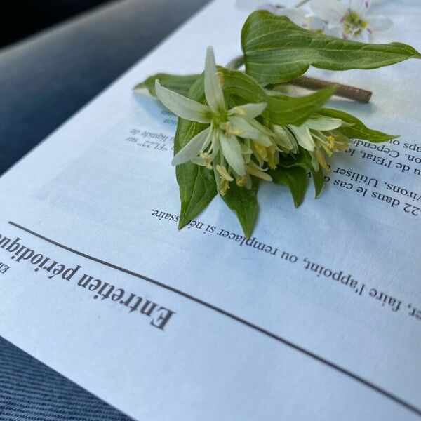 Prosartes hookeri Flower