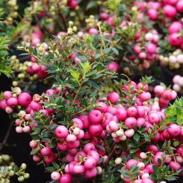 Gaultheria mucronata Meyve