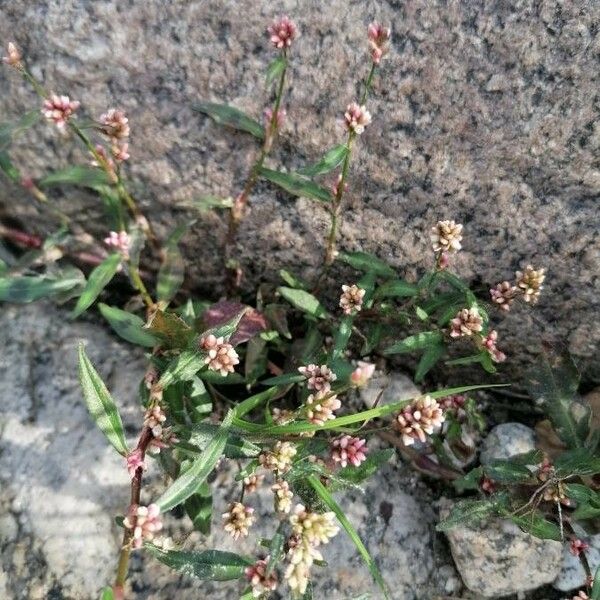 Persicaria maculosa ফুল