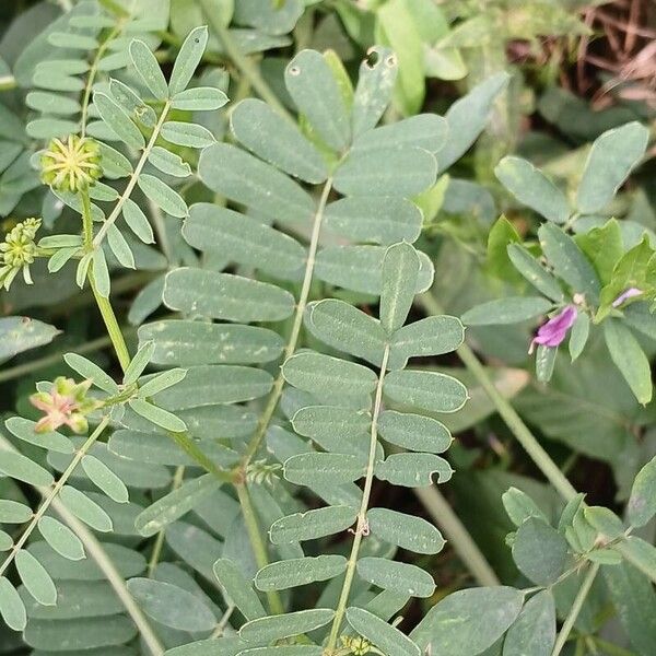 Coronilla varia Лист