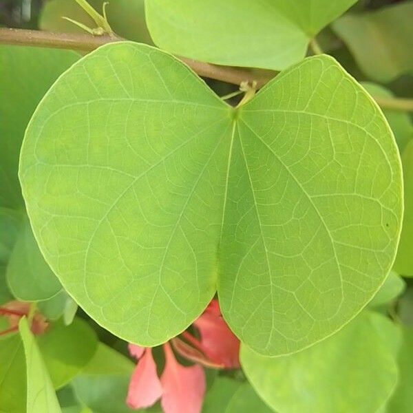 Bauhinia galpinii Leaf