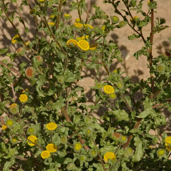 Pulicaria vulgaris Blad