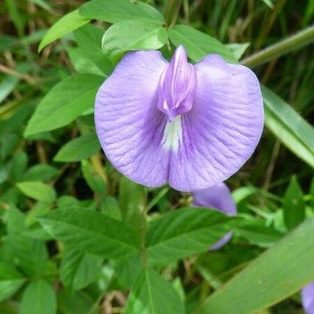 Centrosema virginianum Flor