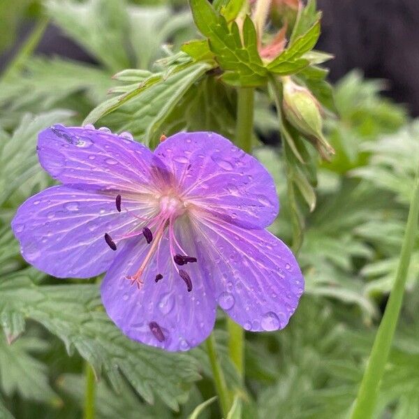 Geranium pratense Fleur