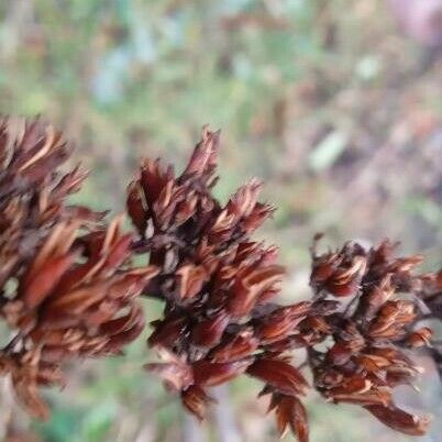 Buddleja davidii Fruit