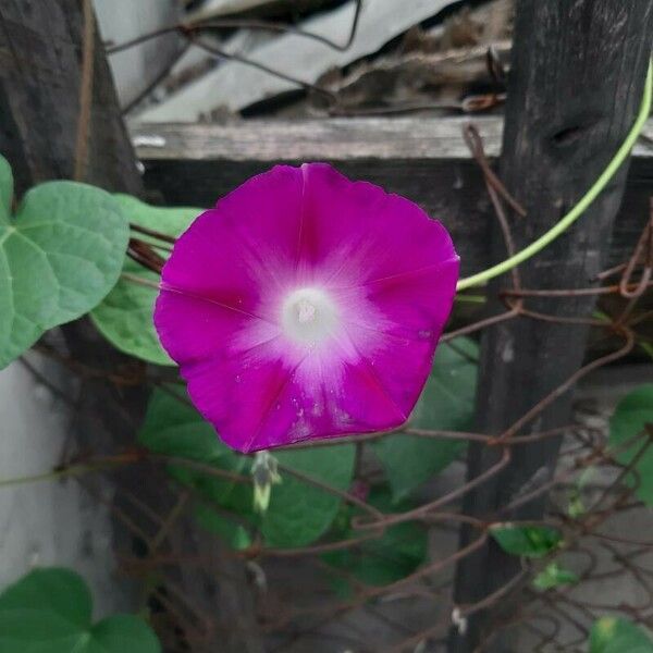 Ipomoea purpurea 花