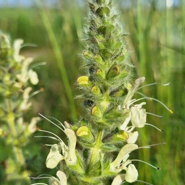 Salvia austriaca Blüte