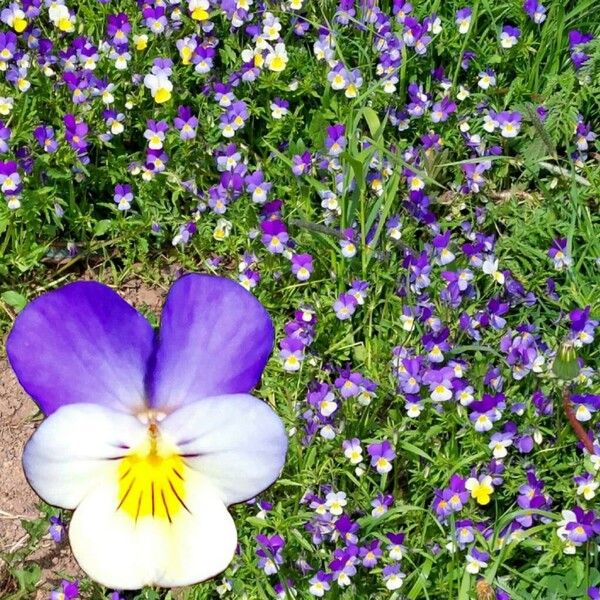 Viola tricolor Цвят