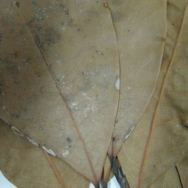 Cryptocarya guianensis മറ്റ്