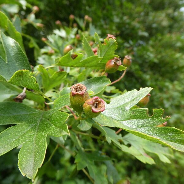 Crataegus × media Fruit