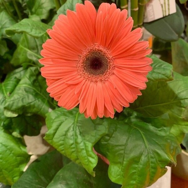 Gerbera jamesonii Цвят